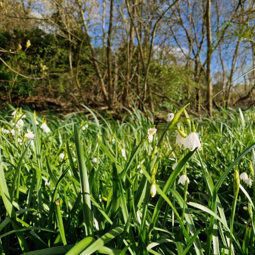 A ground level close up of the Loddon lily, Withymead's signature flower. The bare branched trees line the background in the distance, set against a spring blue sky.