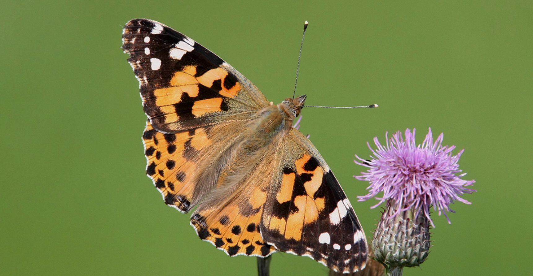 Painted lady butterfly