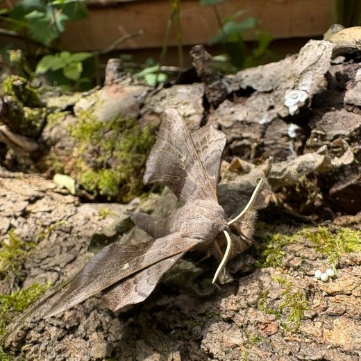 A Poplar Hawk Moth has its scalloped wings semi-outstretched and rests on the bark of a tree. A Poplar Hawk Moth has its scalloped wings semi-outstretched and rests on the bark of a tree.