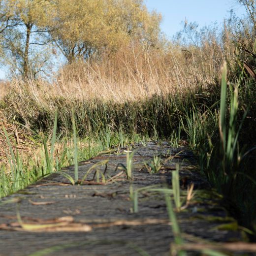 The old boardwalk with reeds poking through the gaps The old boardwalk with reeds poking through the gaps