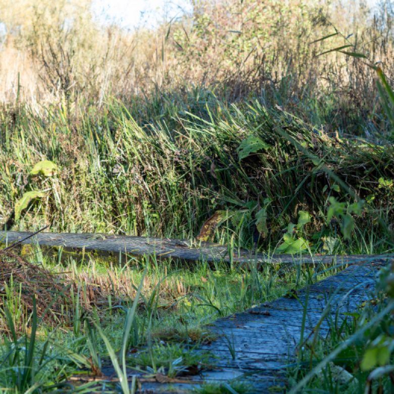 The old narrow boardwalk with reed fen growing through its slats, looking slippery and rickety in the autumn wet.