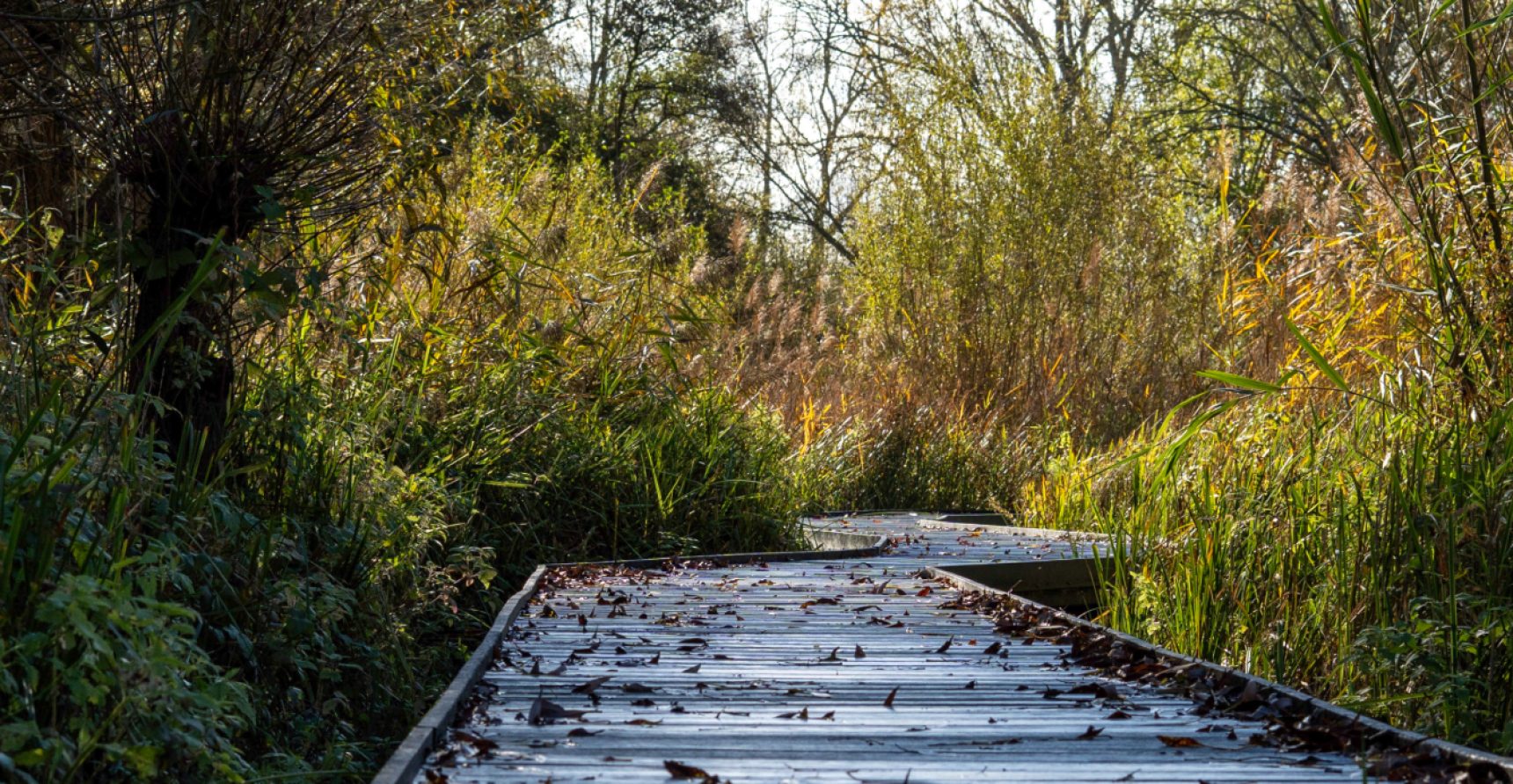 The recently replaced boardwalk winds through the reedbed, suffused with autumnal light, showing the difference a wider more accessible boardwalk makes to being in and enjoying the reserve.