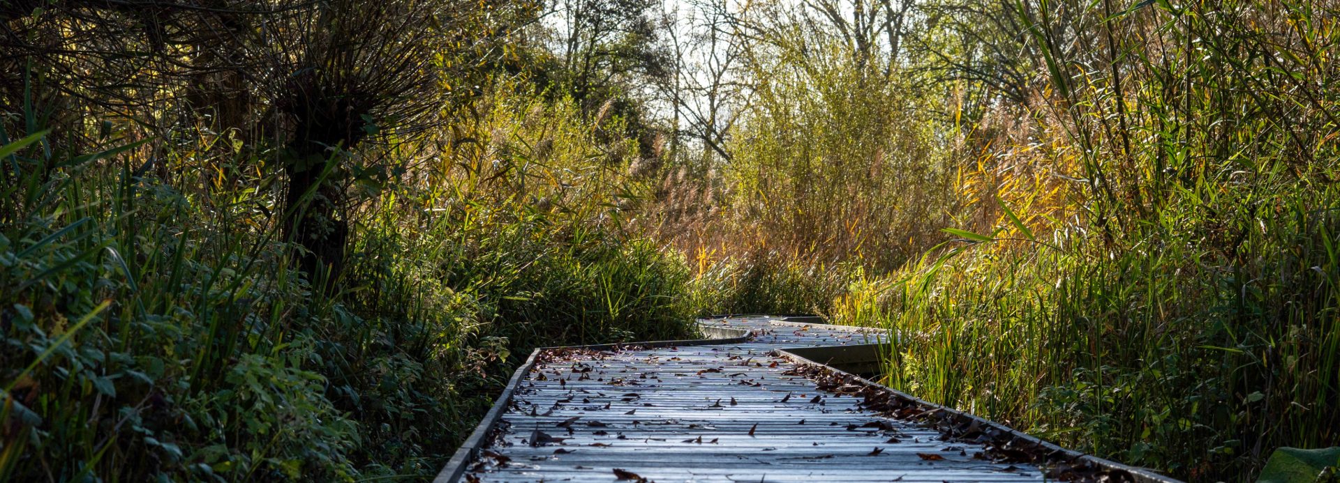 The recently replaced boardwalk winds through the reedbed, suffused with autumnal light, showing the difference a wider more accessible boardwalk makes to being in and enjoying the reserve. The recently replaced boardwalk winds through the reedbed, suffused with autumnal light, showing the difference a wider more accessible boardwalk makes to being in and enjoying the reserve.