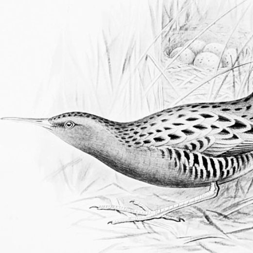 Black and white book illustration of a water rail