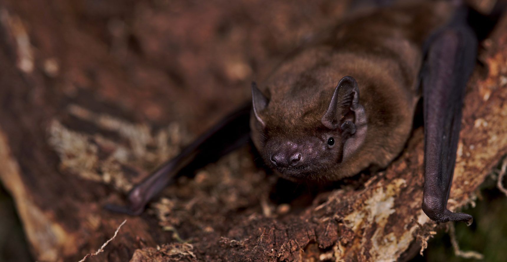 A beautiful noctule bat A beautiful noctule bat