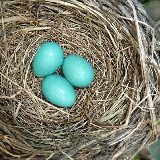 Three bright aqua blue robin eggs, in the centre of a tightly woven nest made of whippy branches.