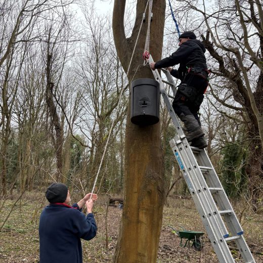 Two colleagues work together to install a bat box. One is at the top of a metal ladder, the other stands on the ground keeping the tension on the rope that is holding the bat hibernacula. It's awkward, tricky work as they position the hibernacula in place. Two colleagues work together to install a bat box. One is at the top of a metal ladder, the other stands on the ground keeping the tension on the rope that is holding the bat hibernacula. It's awkward, tricky work as they position the hibernacula in place.