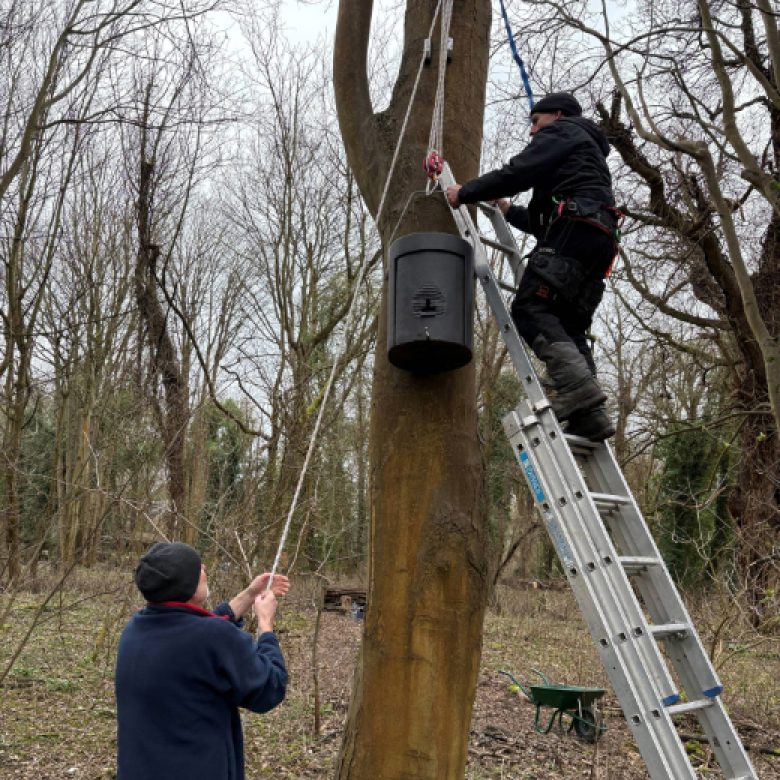 Two colleagues work together to install a bat box. One is at the top of a metal ladder, the other stands on the ground keeping the tension on the rope that is holding the bat hibernacula. It's awkward, tricky work as they position the hibernacula in place. Two colleagues work together to install a bat box. One is at the top of a metal ladder, the other stands on the ground keeping the tension on the rope that is holding the bat hibernacula. It's awkward, tricky work as they position the hibernacula in place.