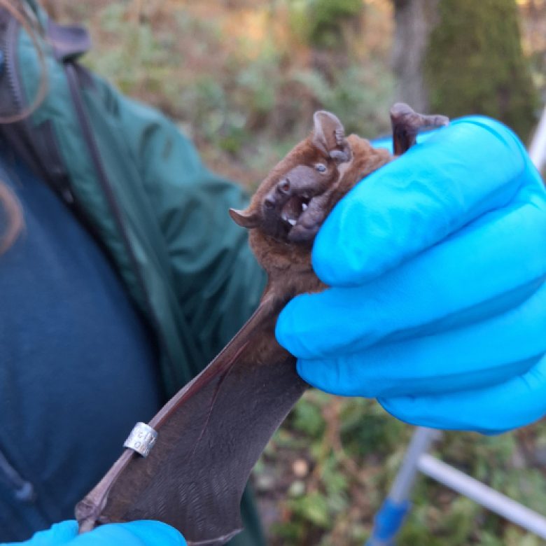 A bat specialist gently holds a noctule bat in his hands, extending the bat's right wing to show the wingspan of this astonishing bat. The specialist is wearing blue gloves, for protection: for both species, bat and human. A bat specialist gently holds a noctule bat in his hands, extending the bat's right wing to show the wingspan of this astonishing bat. The specialist is wearing blue gloves, for protection: for both species, bat and human.