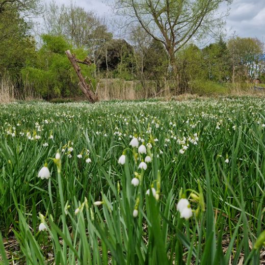 Loddon lilies carpet one of the wettest parts of the reserve, and are coming into bloom. They like having their feet in the damp! Last year's young shoots on the willow trees in the distance are beginning to open their buds.