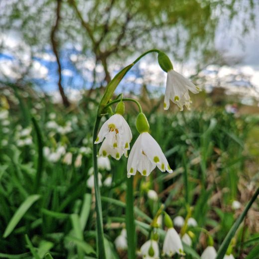 A close up of a Loddon Lily, three gently bell-shaped white flowers hang down from one stem.