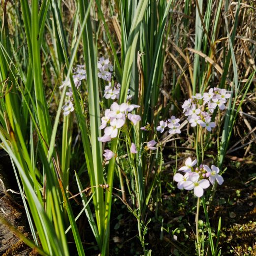 The small Cuckoo flower emerges from the damp reed bed. Small and delicate, the height of a human's forearm, the flowers have a very slight pink tinge.