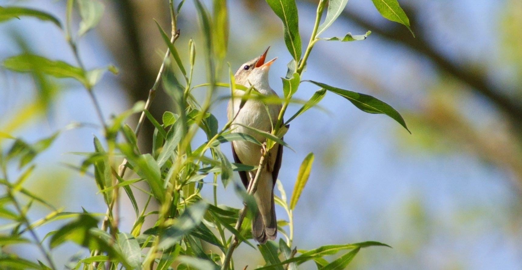 Sedge warbler cr Pete Morton