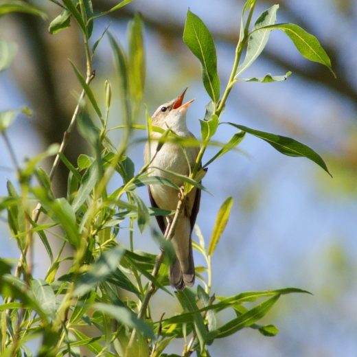 Sedge warbler cr Pete Morton